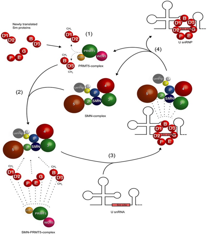 Figure 5