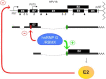 Graphical Abstract