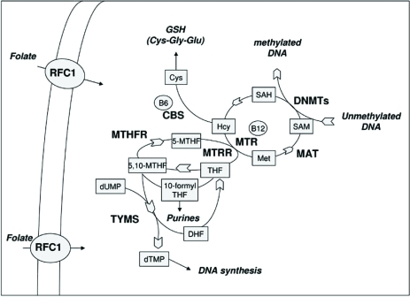 Fig. (1). Overview of the folate metabolic pathway