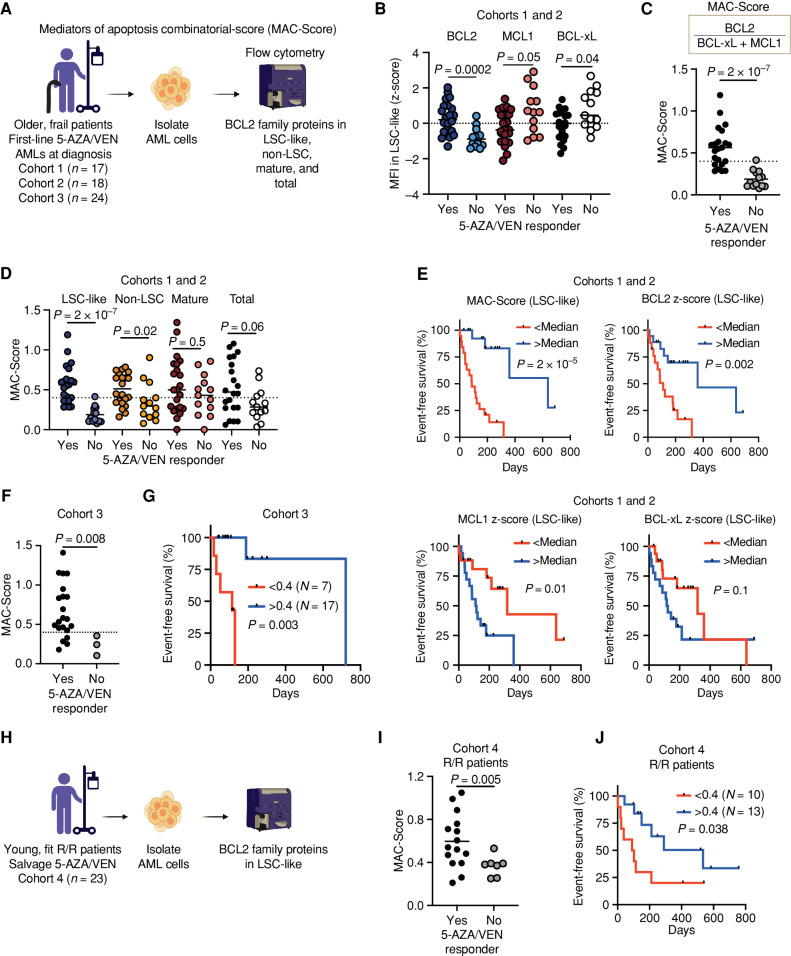 Figure 4. Response to 5-AZA/VEN therapy in patients with AML can be predicted by MAC scoring in LSC-like cells. A, Schematic representation of the experimental design for B–G. Mononuclear cells of AML patient samples treated first-line with 5-AZA/VEN from three independently processed cohorts (cohort 1: n = 17, cohort 2: n = 18, and vohort 3: n = 24) were stained with surface antibodies, followed by intracellular staining of three BCL2 family proteins. MAC-Score was calculated based on normalized BCL2 family protein expression levels in LSC-like, non-LSC, mature, and total blast cells. B, Expression of BCL2, MCL1, and BCL-xL in LSC-like cells of patients with AML from cohorts 1 and 2 combined and associated 5-AZA/VEN therapy outcome. Protein expression is shown as MFI z-scores. C, MAC-Score in LSC-like cells of patients with AML from cohorts 1 and 2 combined and association to 5-AZA/VEN therapy outcome. D, Comparison of MAC-Score in LSC-like, non-LSC, mature, and total blast cells of patients with AML from cohorts 1 and 2 and association to 5-AZA/VEN therapy outcome. E, EFS of first-line 5-AZA/VEN AML patients from cohorts 1 and 2 combined with above and below median MAC-Score, BCL2 expression, MCL1 expression, or BCL-xL expression in LSC-like cells. F, MAC-Score in LSC-like cells of patients with AML from cohort 3 and associated 5-AZA/VEN therapy outcome. G, EFS of first-line 5-AZA/VEN AML patients from cohort 3 with above (>0.4) and below (<0.4) median MAC-Score in LSC-like cells. H, Schematic representation of the experimental design for I–J. Mononuclear cells of patients with relapsed/refractory AML who received 5-AZA/VEN as a salvage therapy (cohort 4: n = 23) were stained with surface antibodies, followed by intracellular staining of BCL2 family proteins. I, MAC-Score in LSC-like cells of patients with AML from cohort 4 and associated 5-AZA/VEN therapy outcome. J, EFS of salvage-treated 5-AZA/VEN AML patients from cohort 4 with above (>0.4) and below (<0.4) median MAC-Score determined in LSC-like cells. Each dot represents an AML patient sample with the line marking the mean unless specified otherwise. Mann–Whitney test was used to compare groups and log-rank test to compare therapy durations of AML patients. R/R, relapsed/refractory to standard induction. Parts of the figure were created with BioRender.com.