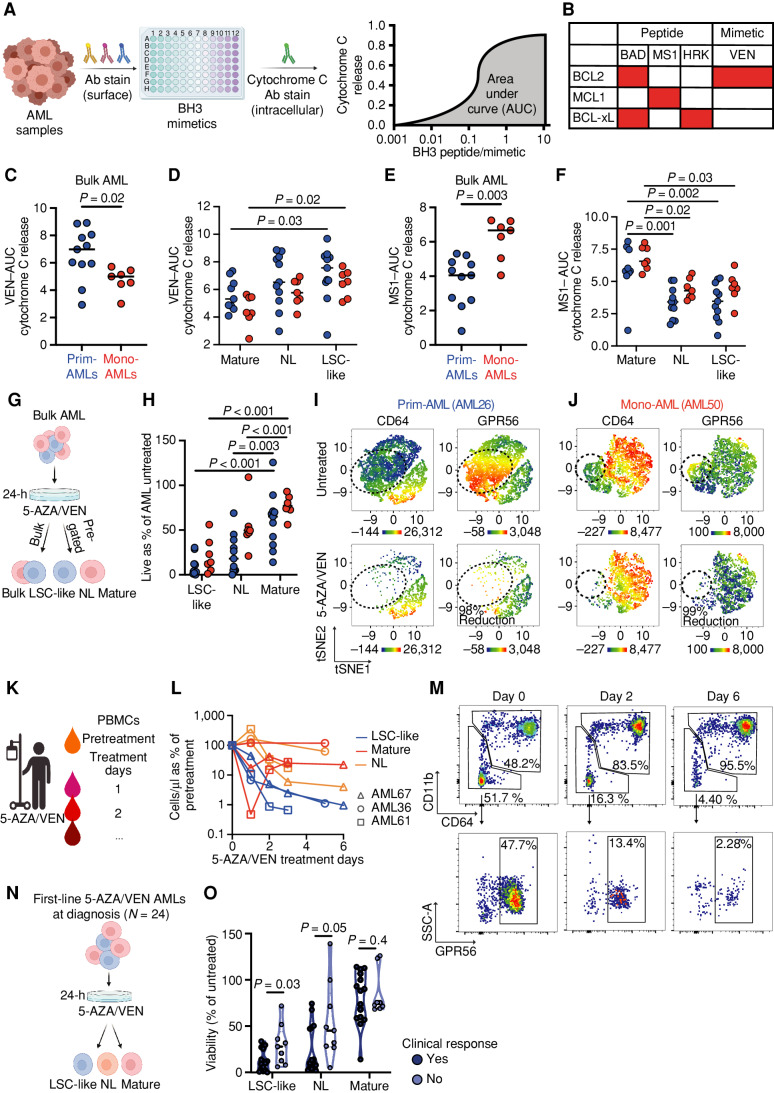 Figure 3. LSC-like and mature subpopulations show distinct dependencies on antiapoptotic proteins and response to 5-AZA/VEN therapy independent of AML subclass. A, Workflow for C–F. Mononuclear cells of diagnostic AML patient samples were stained with surface antibodies, followed by BH3 profiling and quantification of AUC to assess apoptotic susceptibility in bulk and pregated subpopulations. B, Overview of assessed BH3 mimetics and their target proteins. C and D, AUC of VEN mediated cytochrome C release in (C) AML bulk and (D) LSC-like, non-LSC, and mature subpopulations from Prim-AML (n = 11) or Mono-AML (n = 7) patient samples. E and F, AUC of MS1 mediated cytochrome C release in (E) AML bulk and (F) LSC-like, non-LSC, and mature subpopulations from Prim-AML (n = 11) or Mono-AML (n = 7) patient samples. Each dot represents an individual AML patient sample with the line marking the mean. Mann–Whitney test was used to compare groups of two. Two-way ANOVA with Tukey correction for multiple comparisons test was used to compare groups of four. G, Schematic representation of ex vivo treatment strategy for H–J. Mononuclear cells of diagnostic AML patient samples (N = 18) were treated ex vivo for 24 hours at 1.5 μmol/L 5-AZA and 100 nmol/L VEN. H, Relative viability of LSC-like, non-LSC, and mature subpopulations from Prim-AML (n = 11) or Mono-AML (n = 7) patient samples was compared using two-way ANOVA with Tukey correction for multiple comparisons test. I and J, Representative tSNE plots of (I) AML26 (Prim-AML) and (J) AML50 (Mono-AML) highlighting expression of CD64 and GPR56 in 5-AZA/VEN-treated and untreated controls. K, Schematic representation of PBMC collection strategy of patients with AML undergoing 5-AZA/VEN therapy. L, Quantification of mature, non-LSC, and LSC-like cell counts from PBMCs relative to pretherapy in the first week of 5-AZA/VEN treatment in 3 patients undergoing therapy initiation. Each line represents an individual patient with each dot on the line representing an individual timepoint of the patient. M, Representative gating strategy highlighting population dynamics of LSC-like and mature AML cell frequencies during the first week of 5-AZA/VEN treatment. All percentages represent the fraction of total live-singlet AML cells. N, Schematic representation of ex vivo treatment strategy for O. Mononuclear cells of 5-AZA/VEN first-line–treated patients with AML (N = 24) were treated ex vivo for 24 hours at 1.5 μmol/L 5-AZA and 100 nmol/L VEN. O, Relative viability of LSC-like, non-LSC, and mature subpopulations was compared using the Mann–Whitney test. Each dot represents an AML patient sample with the line marking the mean unless specified otherwise. Ab, antibody. Parts of the figure were created with BioRender.com.