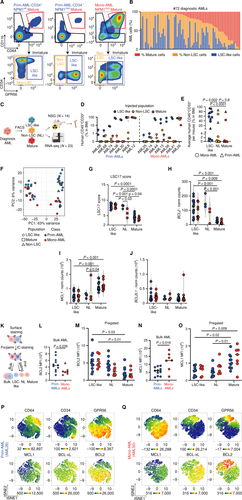 Figure 2. LSC-like cells as defined by functional and transcriptomic parameters are predominantly located in the immature GPR56+ but not in the CD64+CD11b+ mature subpopulation. A, FACS gating strategy for mature, non-LSC, and LSC-like subpopulations. Displayed are AML bulk cells from primitive CD34+ (NPM1-wild-type), CD34− (NPM1-mutated), and monocytic (NPM1-mutated) samples. B, Percentages of mature, non-LSC-like, and LSC-like subpopulations among bulk AML cells in 72 diagnostic AML samples sorted by the frequency of the mature population. C, Schematic overview of the experimental setup for xenotransplantation experiments and RNA sequencing (RNA-seq) of FACS-sorted subpopulations. D, Percentage of human leukemic engraftment obtained from mature, non-LSC, and LSC-like subpopulations of 14 AML samples at endpoints in the bone marrow of NSG mice. Each dot represents an individual mouse with the line marking mean engraftment levels. E, Mean percentage of human engraftment per mouse obtained from mature, non-LSC, and LSC-like subpopulations of 14 AML samples at endpoints in the bone marrow of NSG mice. Each dot represents an individual patient with AML with the line marking mean engraftment levels. Friedmann test was used to compare LSC-like with non–LSC-like and mature subpopulations. F, PCA plot of bulk RNA-seq data from LSC-like, non-LSC, and mature subpopulations from Prim-AML (n = 14) and Mono-AML (n = 9) annotated based on subpopulation and AML subclass. Each dot represents a population from one AML sample. G, LSC17 score in LSC-like, non-LSC, and mature subpopulations from Prim-AML (n = 14) or Mono-AML (n = 9) patient samples. LSC17 score was calculated for each AML sample as the mean expression of the 17 LSC signature genes. H–J, Normalized counts of BCL2 (H), MCL1 (I), and BCL2L1 (J) expression in LSC-like, non-LSC, and mature subpopulations from Prim-AML (n = 14) or Mono-AML (n = 9) patient samples. K, Schematic representation of the experimental setup used in L–O to measure intracellular BCL2, MCL1, and BCL-xL protein expression by flow cytometry. L and M, Mean fluorescence intensity (MFI) of BCL2 in (L) AML bulk and (M) LSC-like, non-LSC, and mature subpopulations from Prim-AML (n = 11) or Mono-AML (n = 7) patient samples. N and O, MFI of MCL1 in (N) AML bulk and (O) LSC-like, non-LSC, and mature subpopulations from Prim-AML (N = 11) or Mono-AML (N = 7) patient samples. P and Q, Representative tSNE plots of (P) AML26 (Prim-AML) and (Q) AML50 (Mono-AML) showing expression of CD64, CD34, GPR56, MCL1, BCL2, and BCL-xL. AML bulk is defined as mononuclear cells from patients with AML after the exclusion of dead cells, doublets, lymphocytes, and nucleated erythrocytes. Two-way ANOVA with Tukey correction for multiple comparisons test was used to compare groups of four, and Mann–Whitney test was used to compare groups of two unless specified otherwise. Each dot represents an AML patient sample with the line marking the mean unless specified otherwise. Fix, fixation; IC-staining, intracellular staining; Mut, mutated; NL, non-LSC; NSG, NOD.Prkdcscid.Il2rgnull; Perm, permeabilization; WT, wild-type. Parts of the figure were created with BioRender.com.