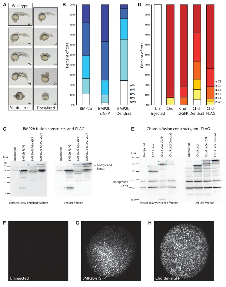 Figure 3—figure supplement 1.