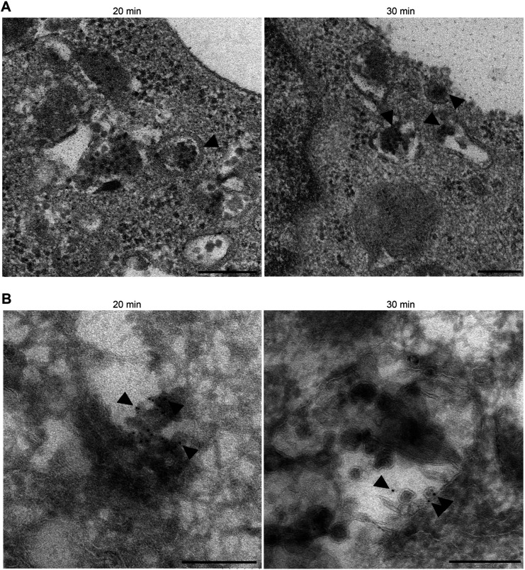 Fig. 5.