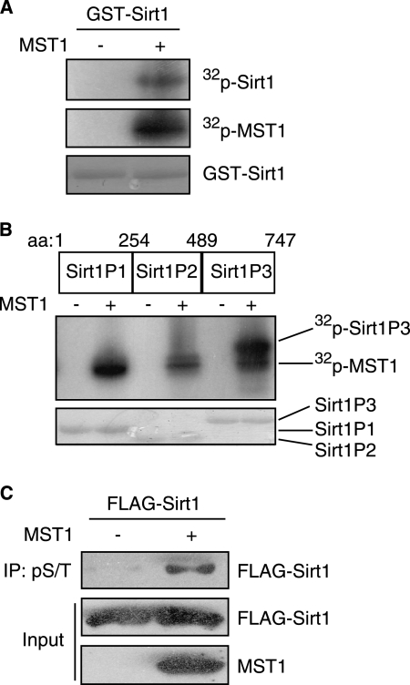 FIGURE 4.