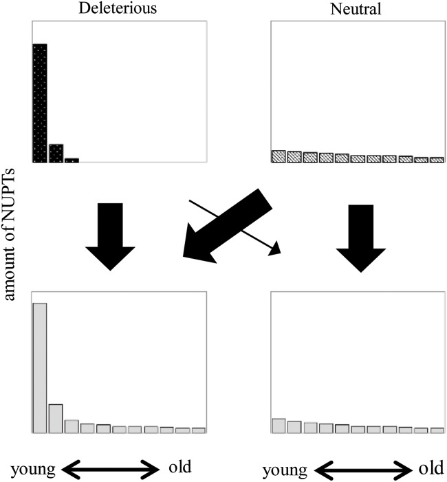 Figure 7.