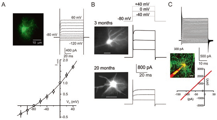 Fig. 4