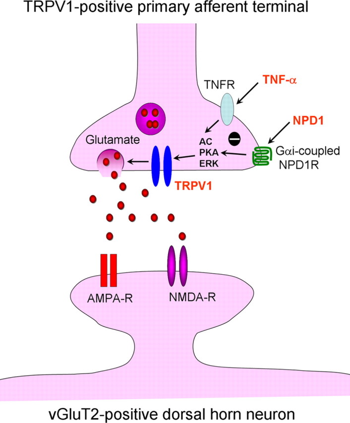 Figure 11.