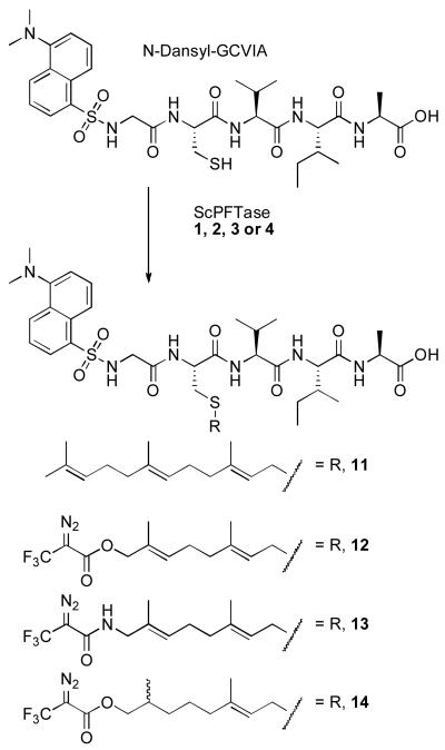 Scheme 2