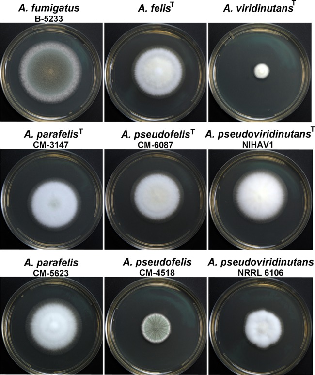 FIG 6