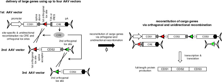 Graphical Abstract