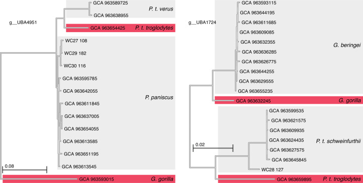 Examples of host-species specificity of co-diversified GM strains in sympatric chimpanzees and gorillas.