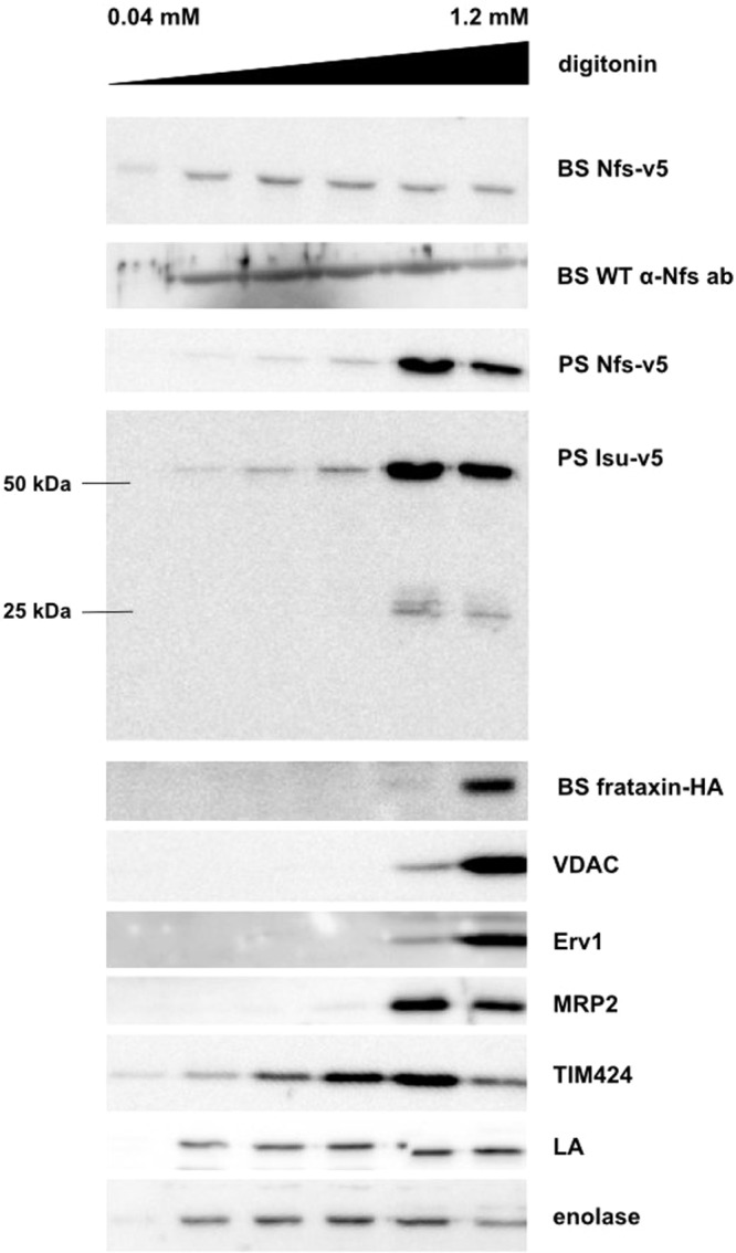 FIG 3