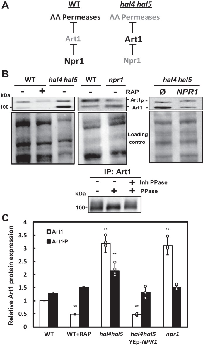 FIGURE 4.