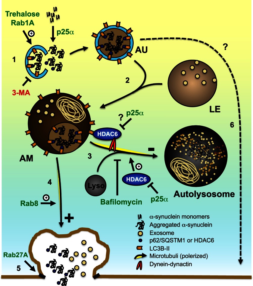 FIGURE 12.