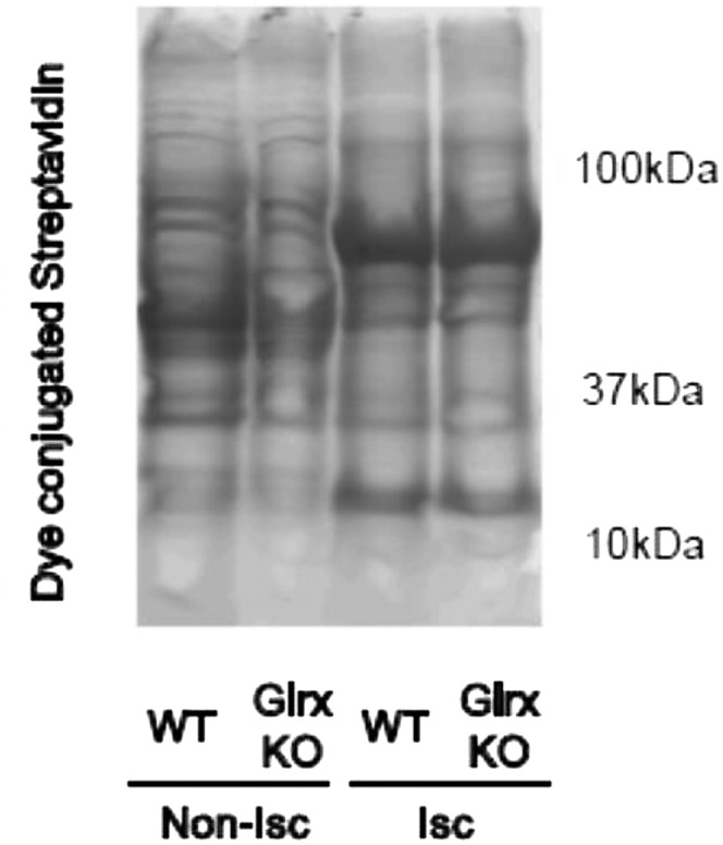 Fig. S7.