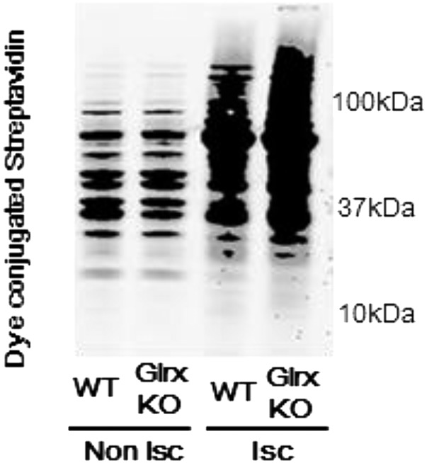 Fig. S5.