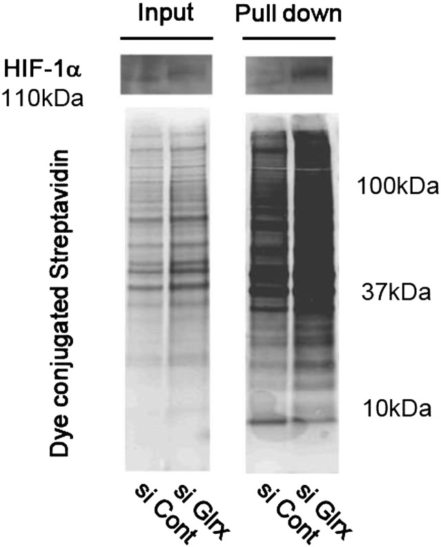 Fig. S4.