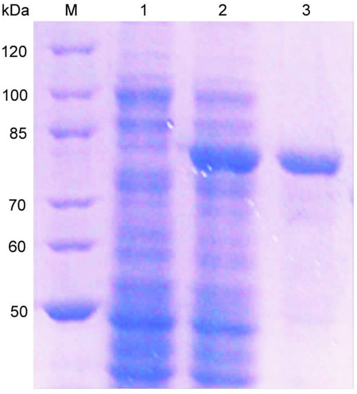 FIGURE 3