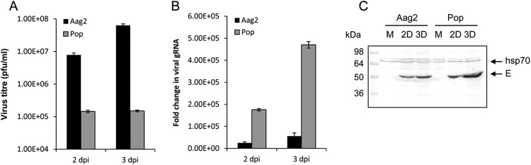 Fig 5