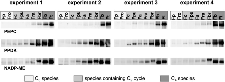 Figure 6—figure supplement 1.