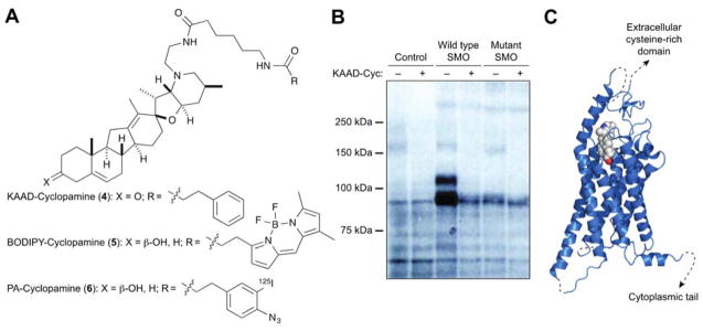 I only have eye for ewe: the discovery of cyclopamine and development ...