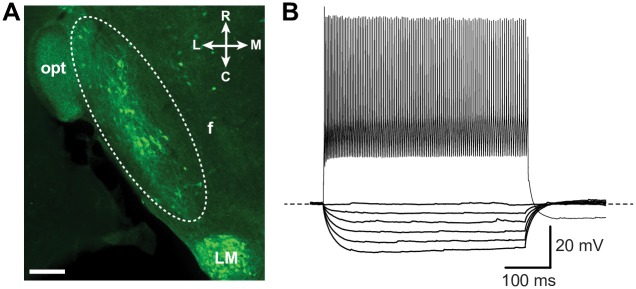 Fig 1