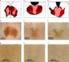 Figure 1—figure supplement 1.
