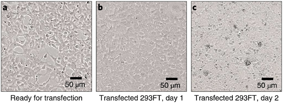 Fig. 2 ∣