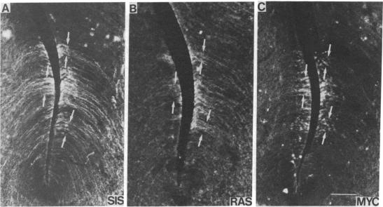 graphic file with name pnas00243-0321-b.jpg