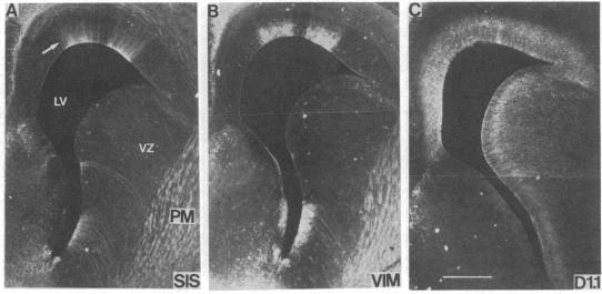 graphic file with name pnas00243-0322-b.jpg