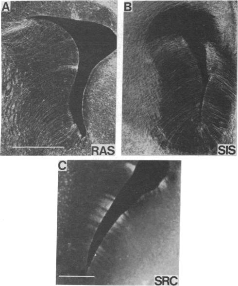 graphic file with name pnas00243-0321-a.jpg