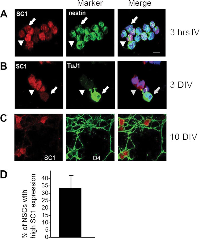 FIGURE 1.