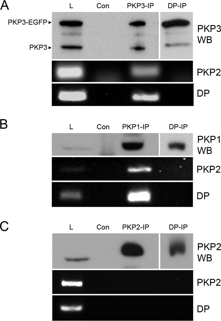 FIG 2