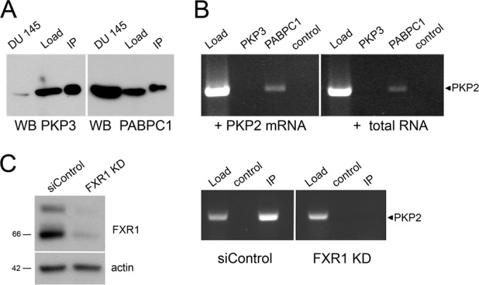 FIG 6