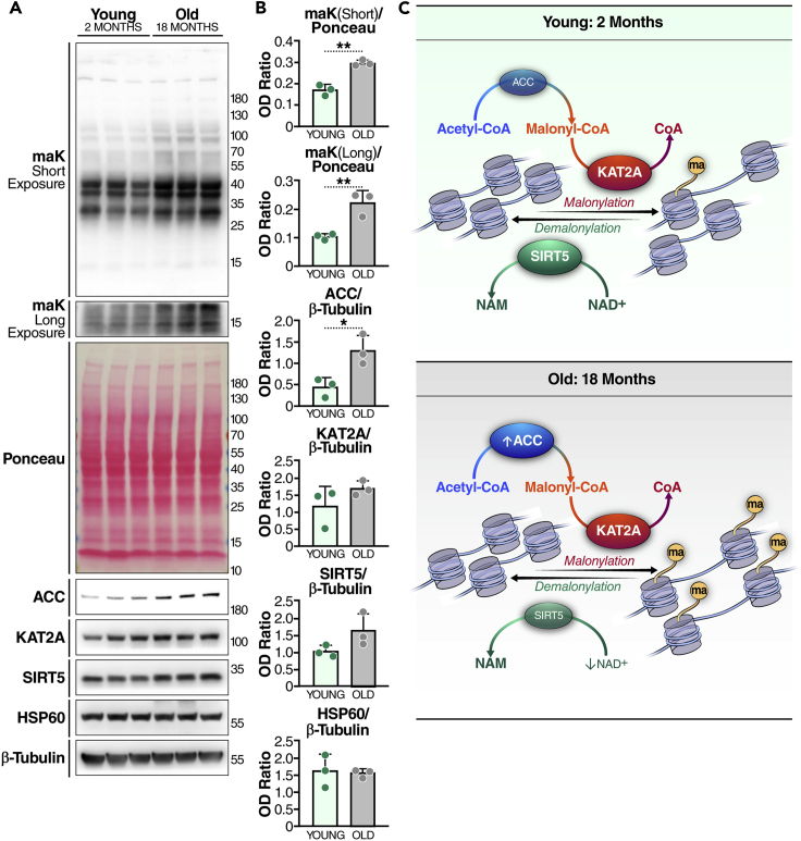 Figure 6