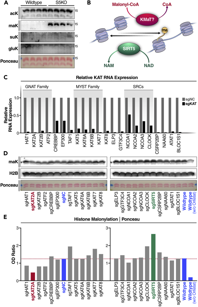 Figure 2