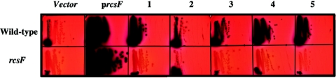 FIG. 2.