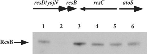 FIG. 1.