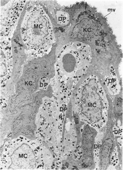 FIGURE 65