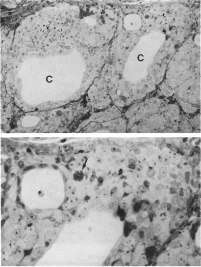 FIGURE 55