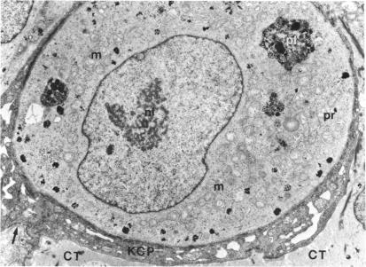 FIGURE 75