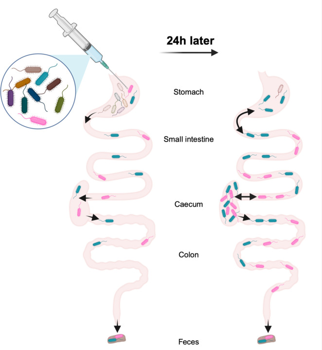 Figure 7: