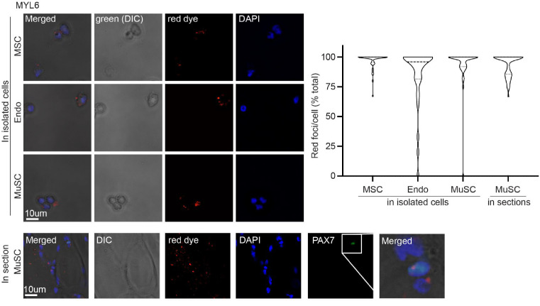 Figure 3—figure supplement 2.