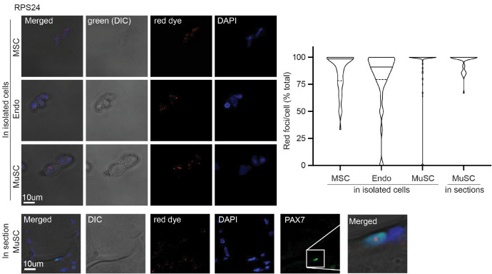 Figure 4—figure supplement 1.