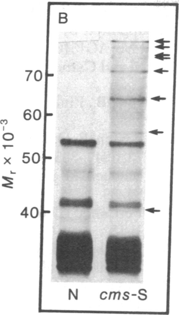 graphic file with name pnas00664-0459-a.jpg