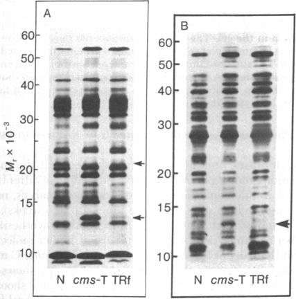 graphic file with name pnas00664-0457-a.jpg