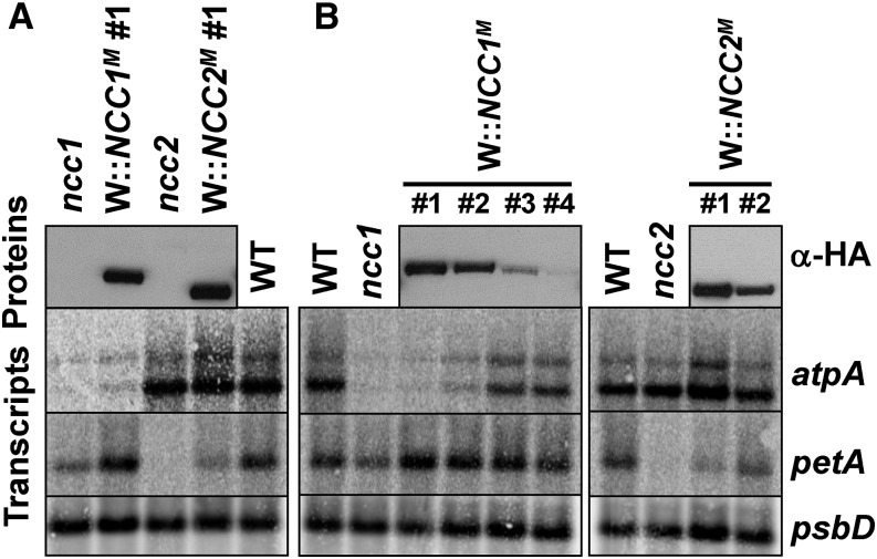 Figure 7.