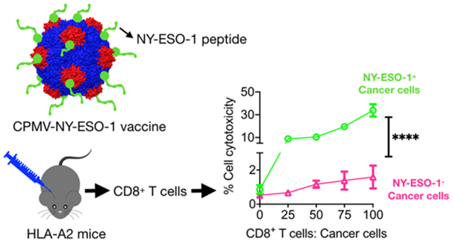 graphic file with name nihms-1693193-f0001.jpg