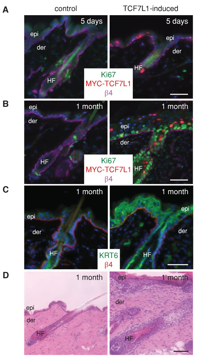 Figure 2—figure supplement 1.